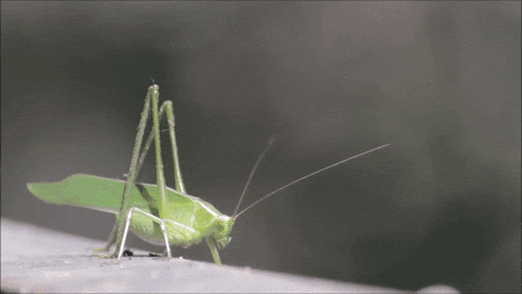sun today shot bro grasshopper