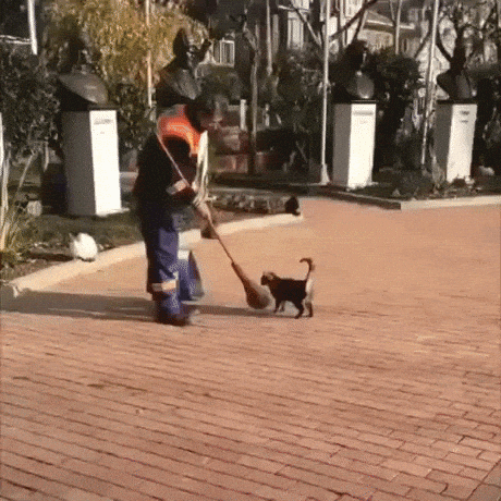 Cat needs cleaning too in funny gifs