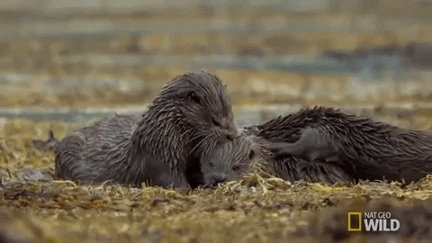 National Geographic Otter GIF by Nat Geo Wild - Find & Share on GIPHY