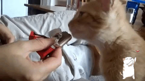 intoxicación del gato por chocolate