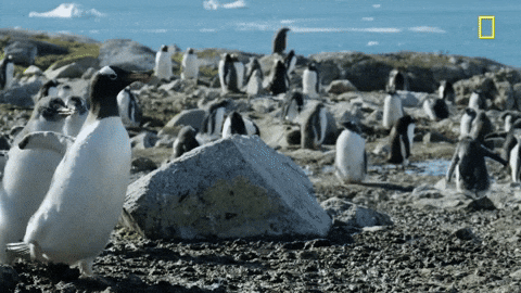 Penguins GIFs - Find & Share on GIPHY