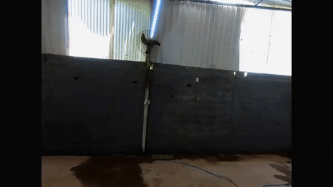 giphy.gif