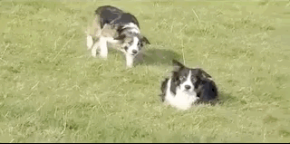 способности животных, милые животные, гифки с животными, смешные гифки с животными