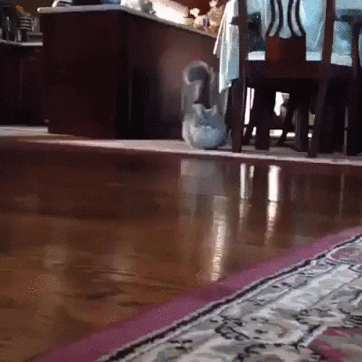 Cat Mood GIF - Find & Share on GIPHY