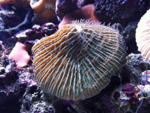 sea sponge moving gif sea sponge moving gif