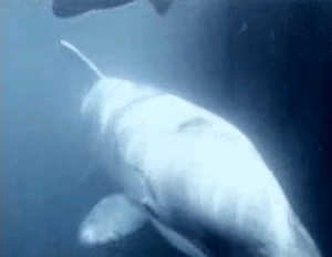 Orca GIF - Find & Share on GIPHY