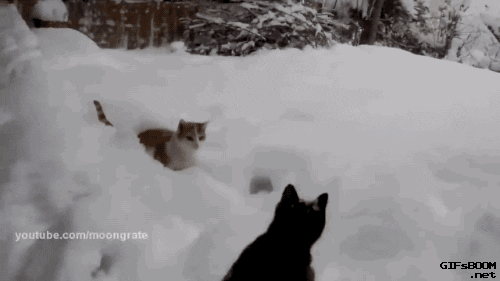 cat animals snow