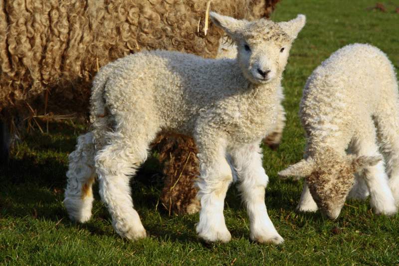 Image result for lambs gif