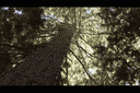 POV: від крихітного моху до величезного дерева — усе це рослини 🌲