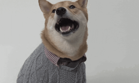 Fashion Dress Up GIF by Menswear Dog