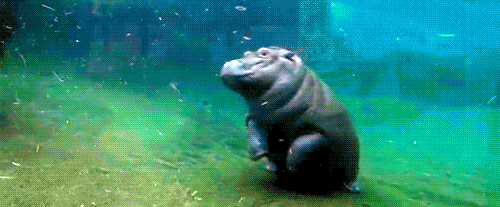fiona the hippo flips underwater