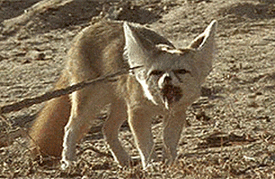 Fennec Fox GIFs - Find & Share on GIPHY