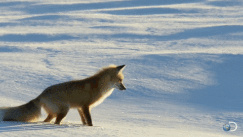 fox snow jumping