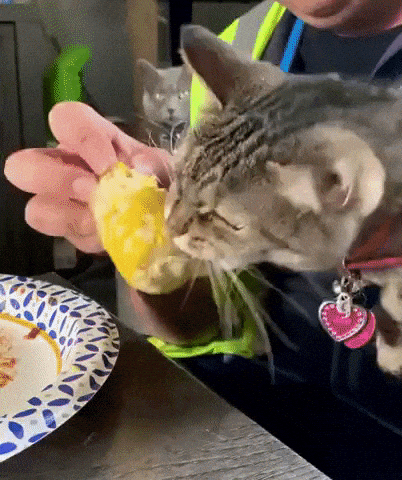 Do you love corm as this cat do in cat gifs