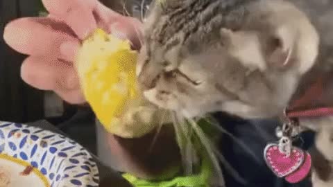 Do you love corm as this cat do gif