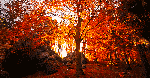 Fall foliage in Michigan.