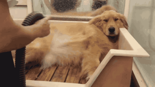 Dog Bath GIF - Find & Share on GIPHY