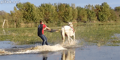 Horse Wakeboarding GIF - Find & Share on GIPHY
