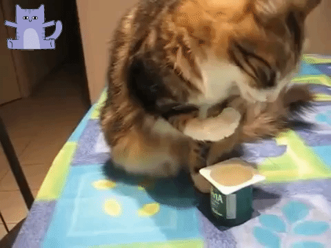 gatos pueden comer yogur