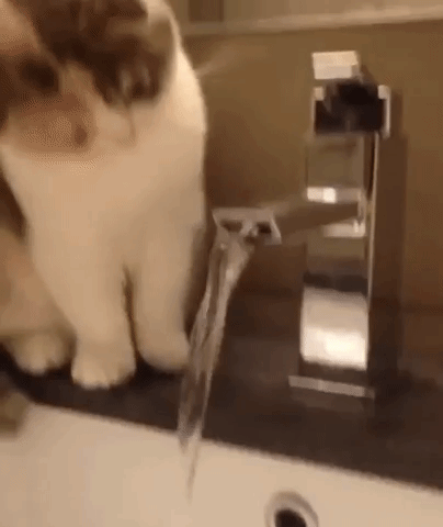 gatito viendo como fluye el agua