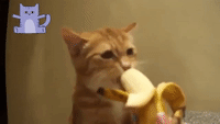gato comiendo un plátano
