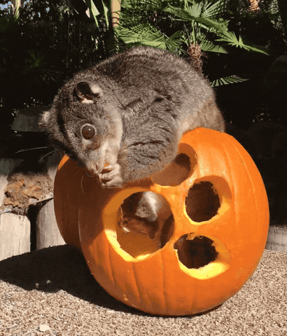 Fall Eating GIF by San Diego Zoo