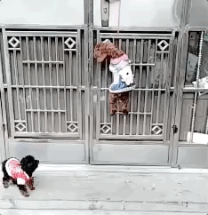 способности животных, милые животные, гифки с животными, смешные гифки с животными