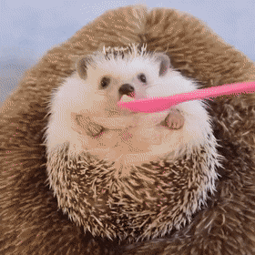 A happy hedgehog