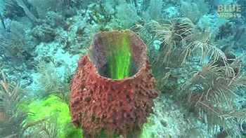 live photo of sponges moving sponges gif