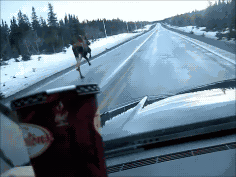 animal sliding in a slippery road