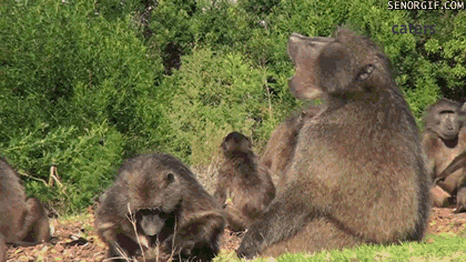 Baboons GIFs - Find & Share on GIPHY