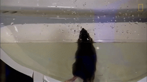 Toilet Rat GIF - Find & Share on GIPHY Toilet Rat GIF - Find & Share on GIPHY