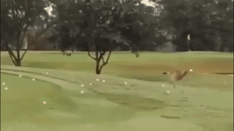 Yeah thats a golf ball in funny gifs
