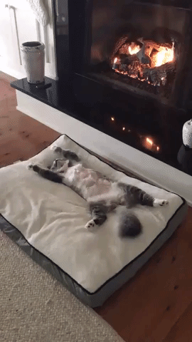 How to Use and Light Fireplace Guide Tips | Cat Chilling Laying on Bed Near Fireplace