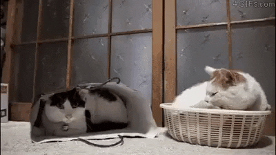 Cats are really nuts in cat gifs