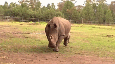 Rhinoceros GIF - Find & Share on GIPHY