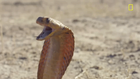 Nat Geo Desert GIF by National Geographic Channel - Find & Share on GIPHY