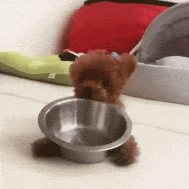 giphy-downsized-large.gif