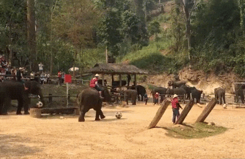 Animated GIF - Find & Share on GIPHY