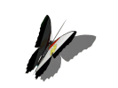 Egypt butterfly