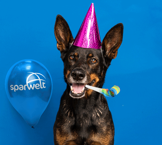 Party Animal Dog GIF by sparwelt.de Find &amp; Share on GIPHY