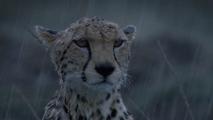 raining jaguar animal weather rain