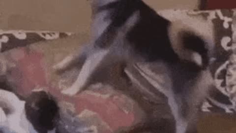 Doggo wanted to play with catto gif