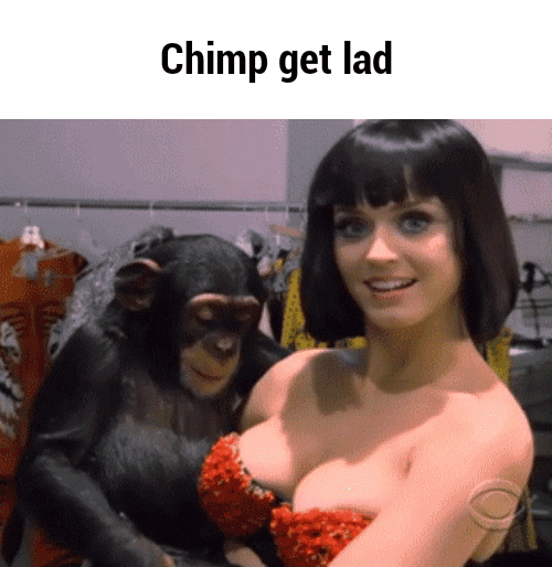 Chimp GIF Find & Share on GIPHY