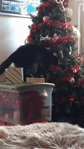 Cat knocking over Christmas tree.