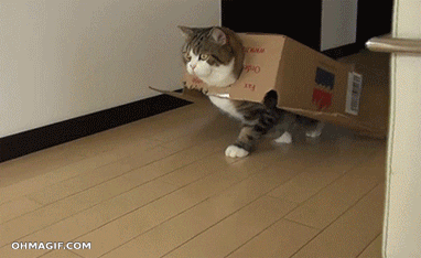 cardboard cat