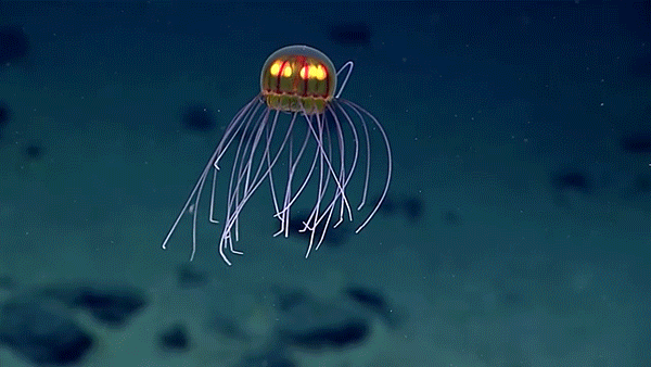Ocean Jellyfish GIF - Find & Share on GIPHY