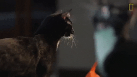 41+ Content Aware Scale Cats Gif