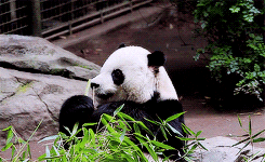 Panda Bear Eating GIF - Find & Share on GIPHY
