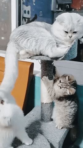 Oops moment for cat in cat gifs